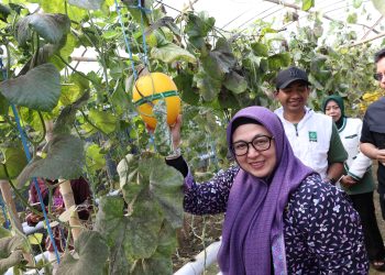 Wakil Bupati Tangerang Panen Raya Melon di Perumahan