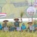 Wujudkan Ketahanan Pangan, Kodim 0510/Trs Panen Padi 100 Hektar di Mauk