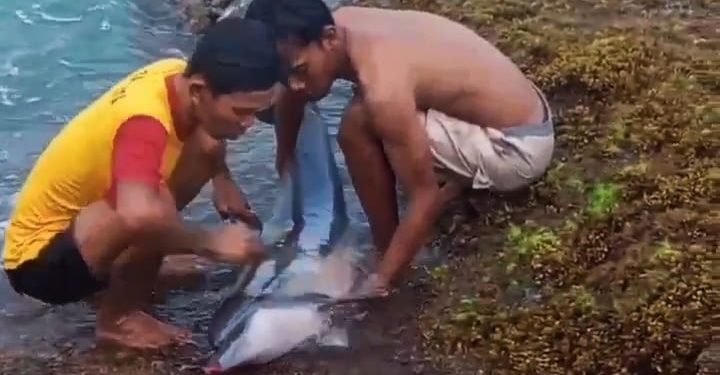 Lumba-lumba Hidung Botol Terdampar di Pantai Legonpari, Warga Berusaha Menyelamatkannya