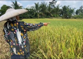 Hektaran Sawah di Lebak Diserang Tikus, Petani: Tikusnya Kebal dan Sulit Dibasmi