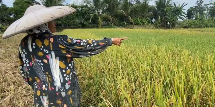 Hektaran Sawah di Lebak Diserang Tikus, Petani: Tikusnya Kebal dan Sulit Dibasmi