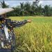 Hektaran Sawah di Lebak Diserang Tikus, Petani: Tikusnya Kebal dan Sulit Dibasmi