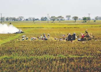 15 Hektare Sawah di Banten Alami Kekeringan, Distan Pastikan Tidak Ada Puso