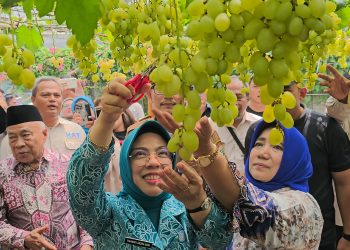 Tinawati Andra Soni Apresiasi Urban Farming Anggur di Tangsel