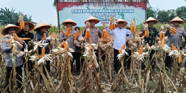 Gelar Panen Raya Serentak, Polda Banten dan Jajaran Hasilkan Puluhan Ton Jagungn