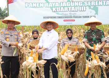 Banten Panen Raya Jagung, Wakil Gubernur: Momentum Peningkatan Kesejahteraan Petani