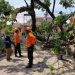 Pohon Tumbang Timpa Mobil Sekretaris MUI Cilegon, Akibat Angin Kencang