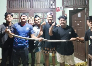 King Kobra Bersembunyi di Atap Rumah Warga, Panjangnya Dua Meter