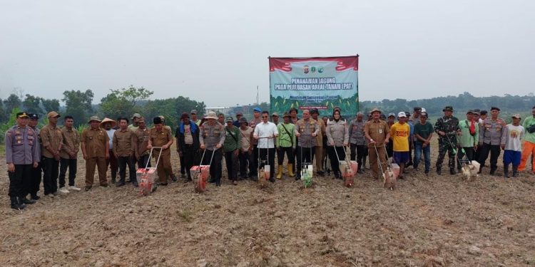 Kebutuhan Jagung di Kabupaten Serang Baru Terpenuhi 10 Persen