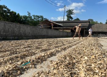 Belasan Ibu Rumah Tangga di Sobang Punya Penghasilan dari Produksi Gaplek untuk Pakan Sapi