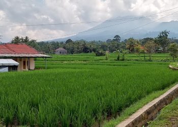 Bulog Tak Serap Gabah, Petani di Pandeglang Jual ke Tengkulak