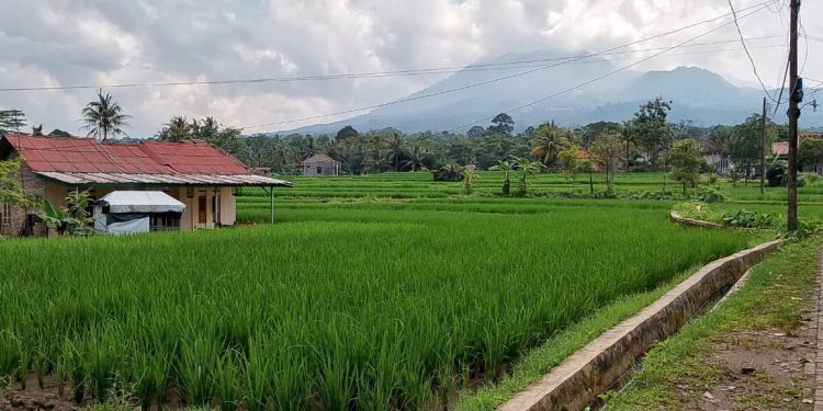 Bulog Tak Serap Gabah, Petani di Pandeglang Jual ke Tengkulak