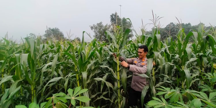 Jaga Ketahanan Pangan, Polsek Rangkasbitung Segera Panen Belasan Hektare Kebun Jagung