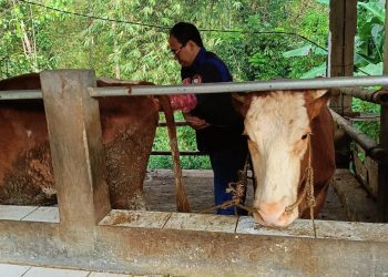 Disnakkeswan Lebak Gencar Kendalikan Penyakit Hewan Ternak untuk Swasembada Daging