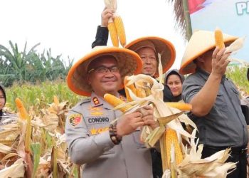Panen Kuartal III Polres Serang dan Kelompok Tani Hasilkan 270 Ton Jagung