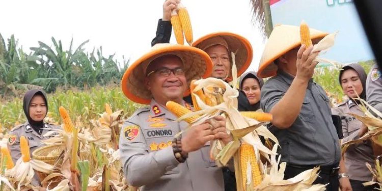 Panen Kuartal III Polres Serang dan Kelompok Tani Hasilkan 270 Ton Jagung