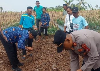 Dukung Ketahanan Pangan, Kapolsek dan Camat Jiput Tanam Jagung di Tiga Desa