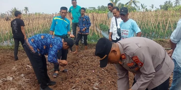 Dukung Ketahanan Pangan, Kapolsek dan Camat Jiput Tanam Jagung di Tiga Desa