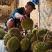 Durian hasil panen warga menjadi daya tarik wisatawan saat musim durian Baduy tiba di Kabupaten Lebak.