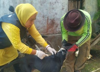 Petugas Pusat Kesehatan Hewan