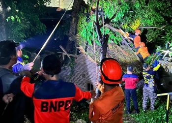 Diterjang Angin Kencang, Pohon Tumbang Timpa Rumah Warga di Lebak Gede Cilegon