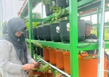 KWT Curug Kulon Ubah Lahan Bengkok Terbengkalai Jadi Kebun Vertical Farming