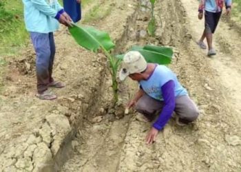 Warga Cikaret Pandeglang Tanam Pohon Pisang di Jalan Rusak