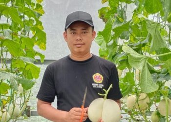 Gunakan Sitem Hidroponik, Petani Melon di Watinginkurung Raup Keuntungan 100 Juta Per Tahun