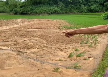 Sawah Petani Lebak Rusak, Gegara Tertimbun Tanah Galian