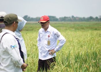 Produksi Padi Banten Melonjak 250 Ribu Ton, Capai 1,80 Juta Ton Sepanjang 2025