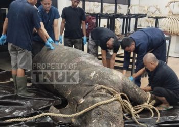 Petugas konservasi menangani Badak Jawa Musofa sebelum dinyatakan mati di JRSCA Ujung Kulon.