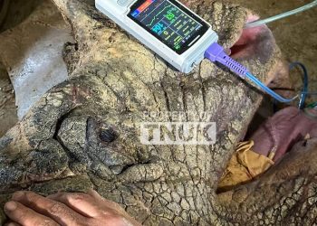 Satu Ekor Badak Jawa Mati, Peneliti Desak TNUK Hentikan Program Translokasi