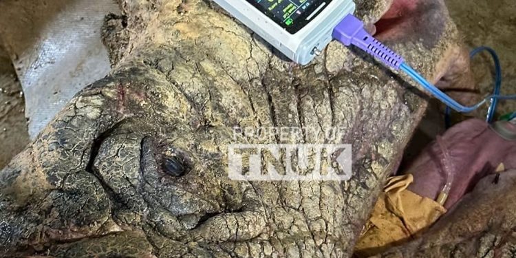Satu Ekor Badak Jawa Mati, Peneliti Desak TNUK Hentikan Program Translokasi