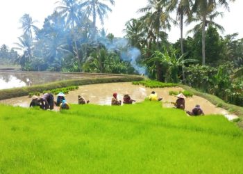 Produksi Padi di Pandeglang Tembus 997 Ribu Ton