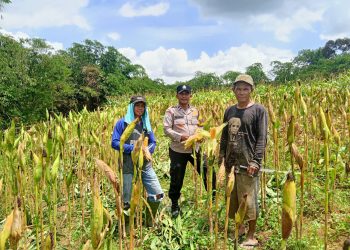 Polsek Panongan Tangerang Dukung Program Ketahanan Pangan