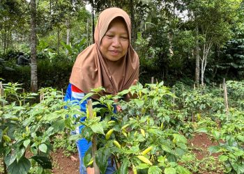 Harga Cabai Tembus Rp100 Ribu, Petani Pemula Tak Tahu Harga Cabai Naik