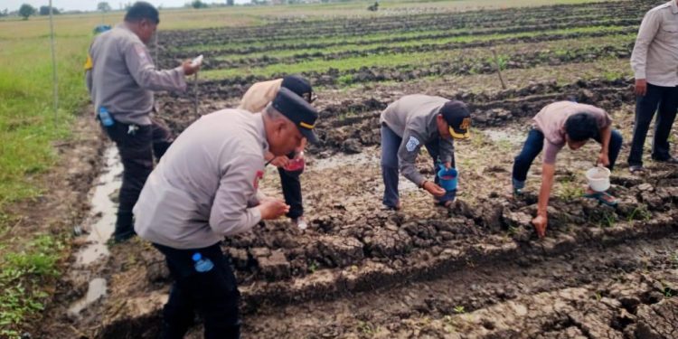 Tanam Jagung Bareng Masyarakat, Polsek Kronjo Dukung Gerakan Wangsakara