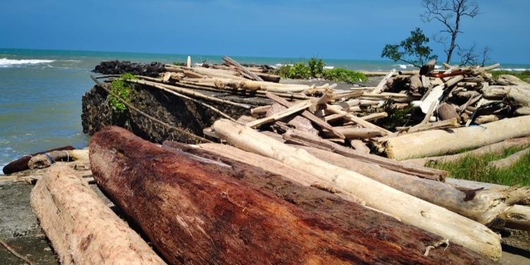 Selain Pantai Teluk, Kayu Gelondongan Menutup Pantai Carita dan Laguna