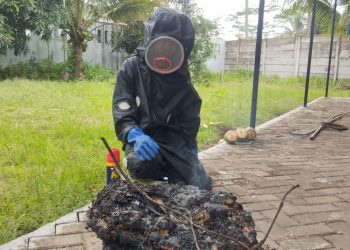 Damkar Lebak Evakuasi Sarang Tawon Raksasa yang Serang Warga