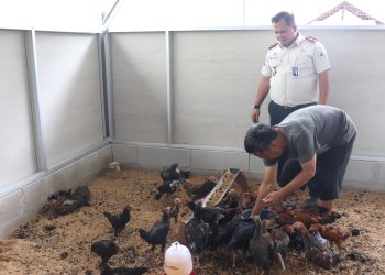 Rutan Kelas IIB Serang Kembangkan Budidaya Ayam Kampung untuk Ketahanan Pangan