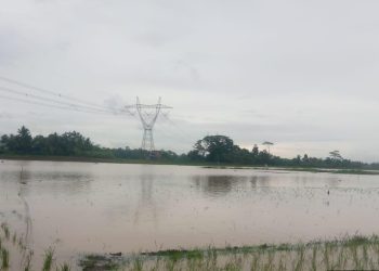 Puso di Kabupaten Serang Meluas, Padi di 249 Hektare Lahan Rusak Akibat Banjir