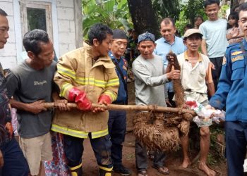 BPBDPK Pandeglang Evakuasi Hewan Langka, Baru Lihat Seram