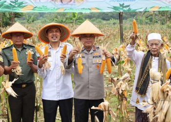 Panen Jagung di Empat Hektare Lahan, Mendukung Swasembada Pangan Nasional