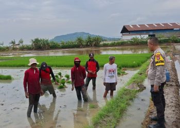 Sawah