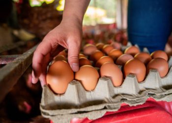 Mau Berdagang Telur Ayam? Berikut Perhitungan Bisnis, Tips, dan Cara Memulainya