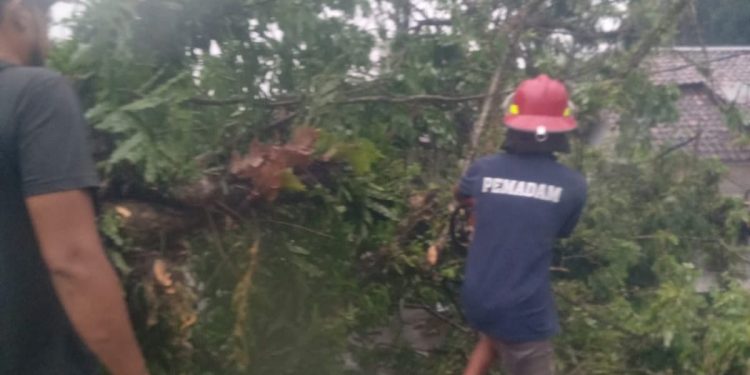 Pohon Tumbang, Akses Jalan Carita Macet dan Gelap