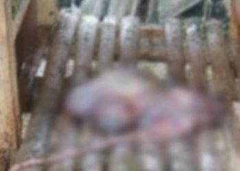 Kasus Pencurian Ternak Marak di Kabupaten Serang, Peternak Rugi Belasan Juta