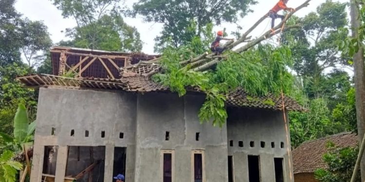 Angin Kencang, Rumah Warga Pandeglang Rusak Tertimpa Pohon Petai