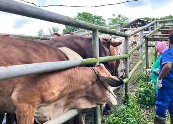 Awas Wabah PMK, Puluhan Sapi di Banten Terjangkit