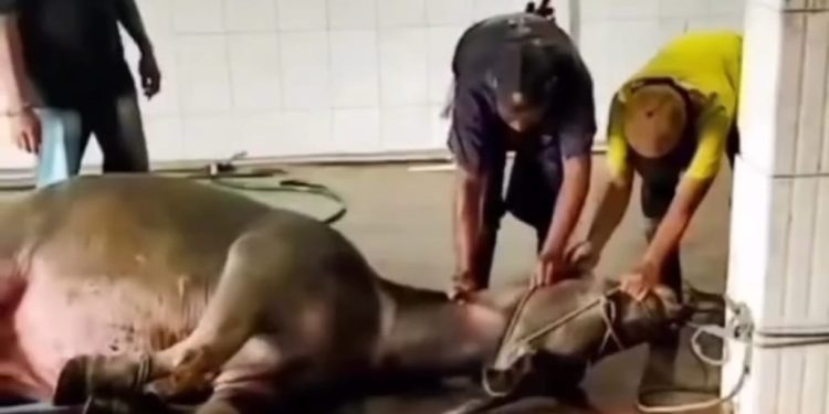 Cegah Daging Tak Layak Konsumsi, Jagal di Pandeglang Didorong Terapkan ASUH